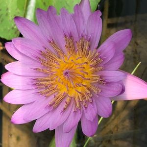 Meet your Posher, Noriko